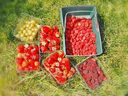 Punnets of fresh fruit and veg